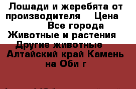 Лошади и жеребята от производителя. › Цена ­ 120 - Все города Животные и растения » Другие животные   . Алтайский край,Камень-на-Оби г.